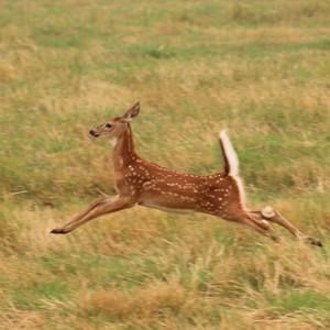 Meet your Posher, Penny